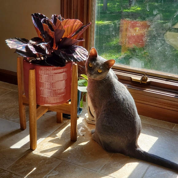 Meet your Posher, Stephanie - Picture 3 of 4